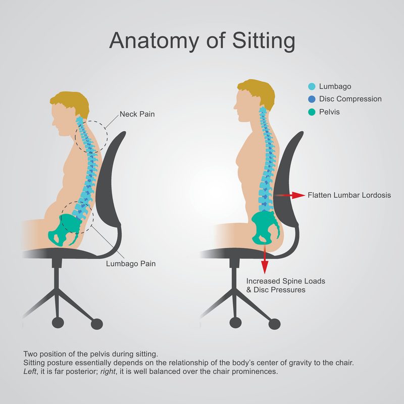 Anatomy sitting posture office ergonomics
